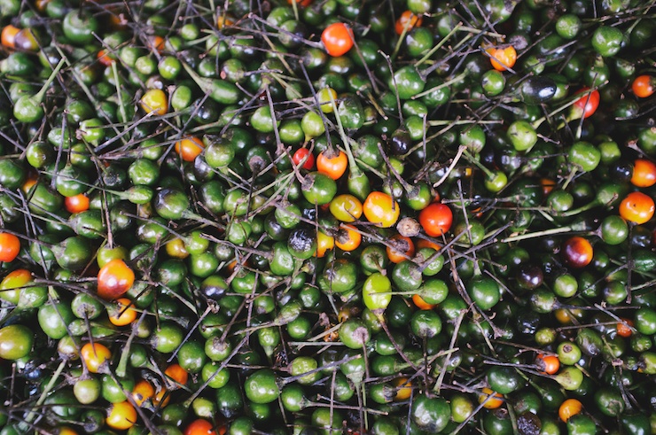 13-03-18_08 Travel Photo - Chiltepan peppers