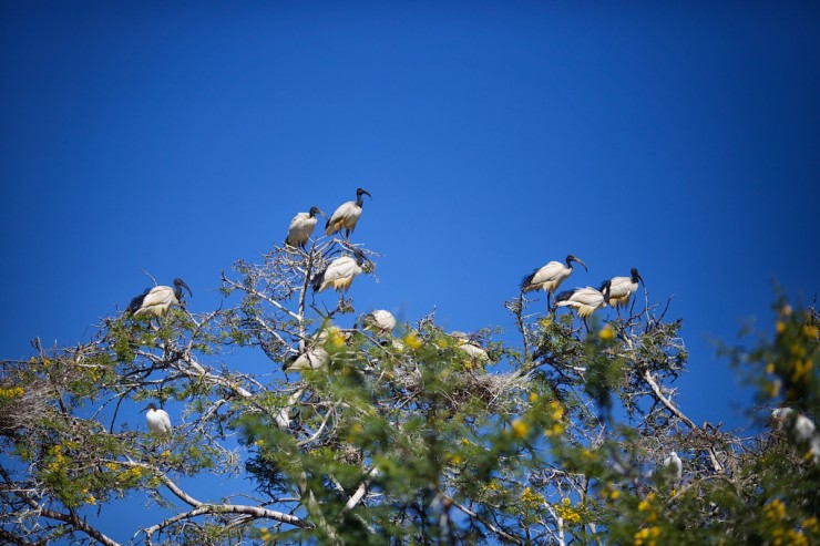 Montague Ibis