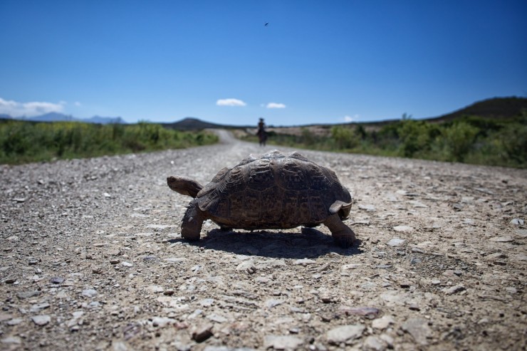 Bike Touring South Africa - Klein Karoo
