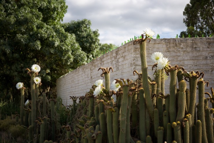 Bicycle Touring South Africa Cactus