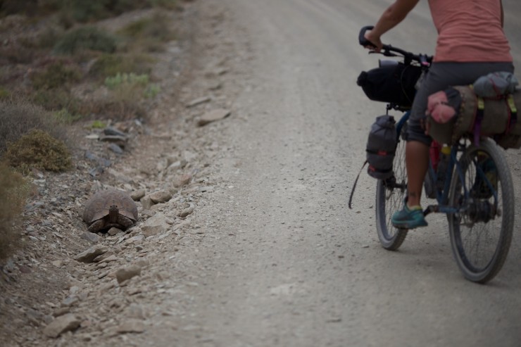 Bicycle Touring South Africa Klein Karoo Tortoise