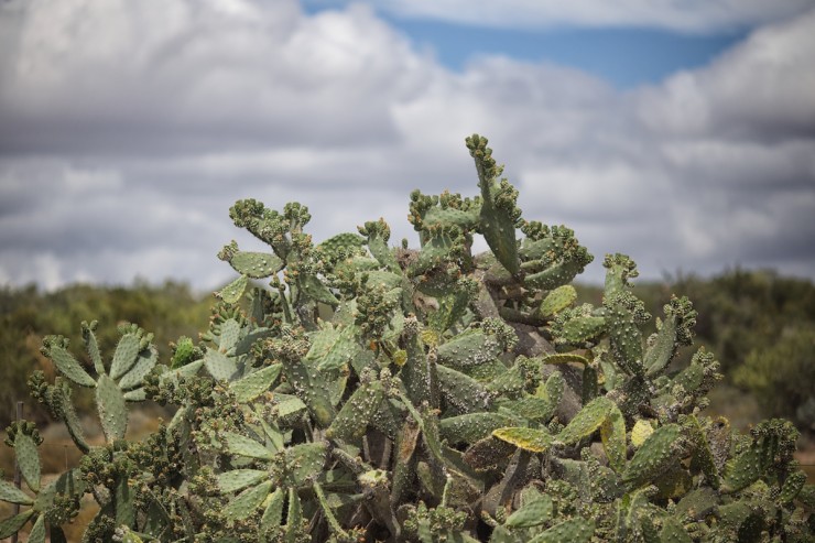 Bicycle Touring South Africa Cactus