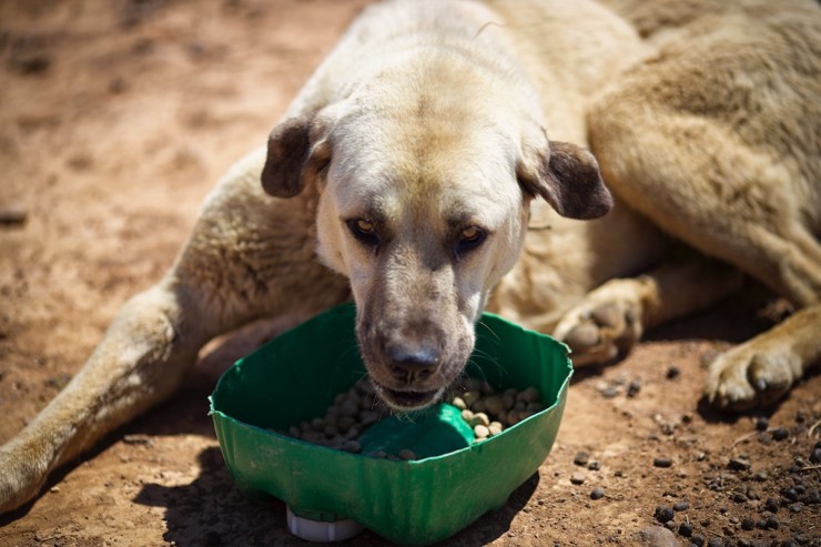 Bicycle Touring South Africa Anatolian Dog