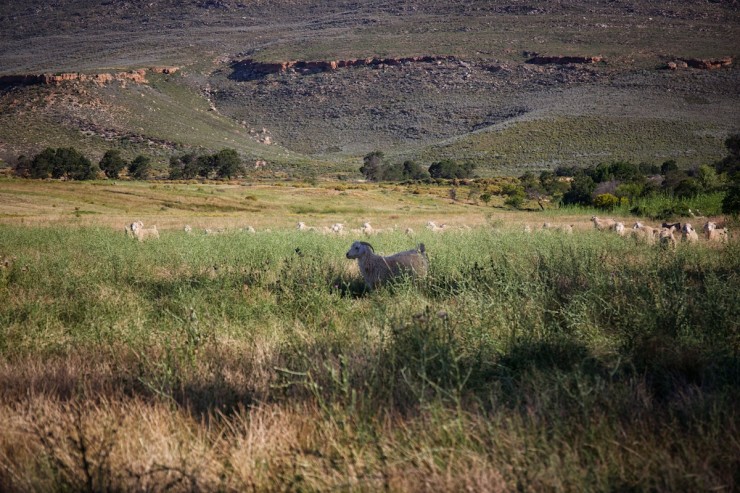 South Africa Mohair Goats
