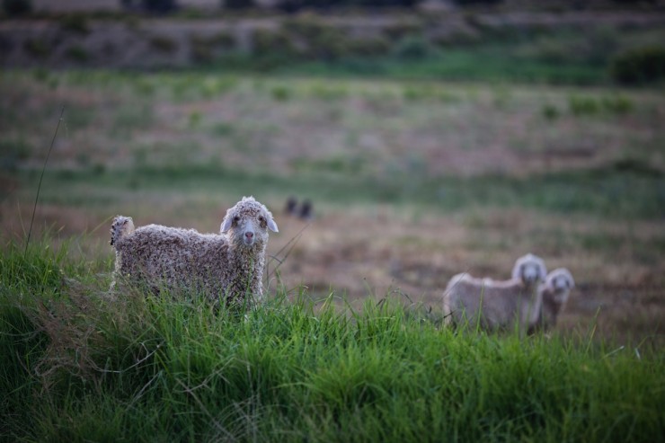 South Africa Mohair Goats