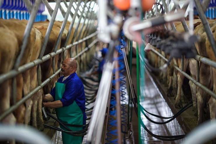 South Africa Dairy Farm