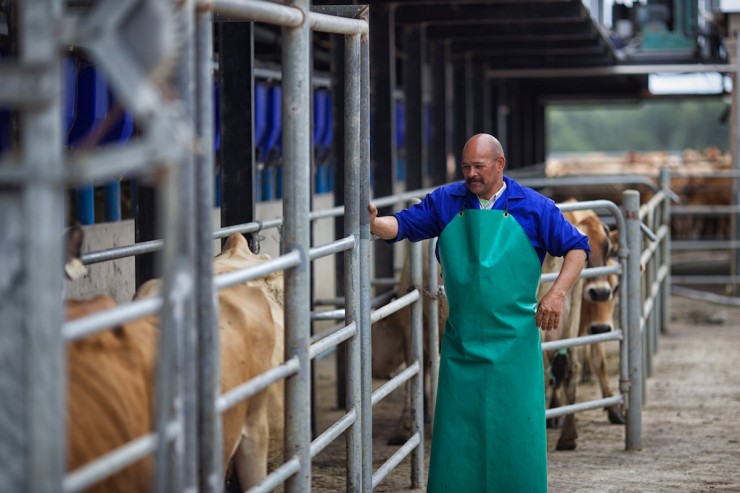South Africa Dairy Farm