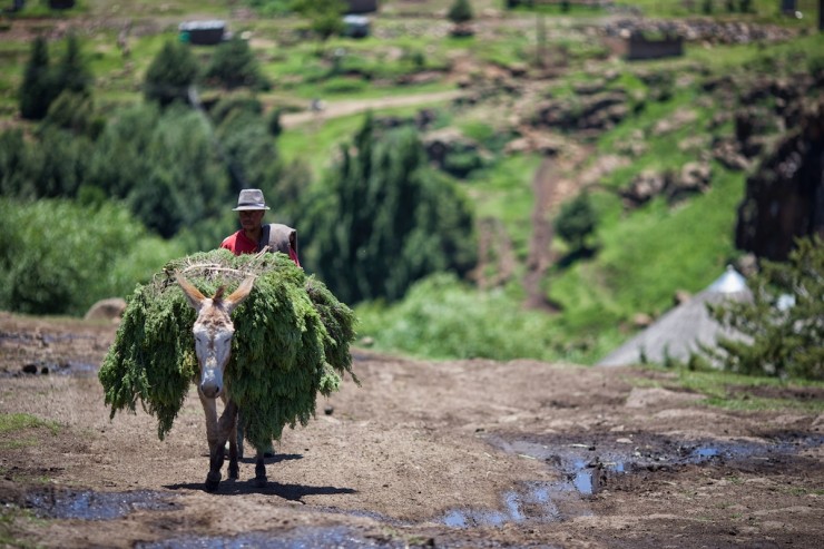 Bike Touring Lesotho - Donkey