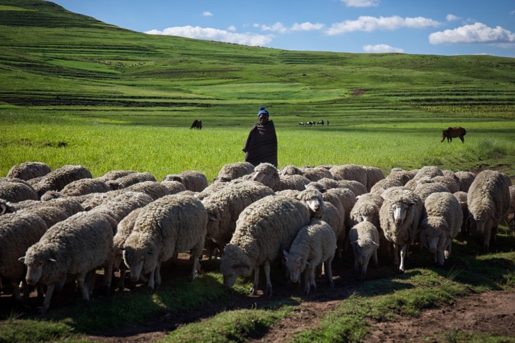 Lesotho Shepard