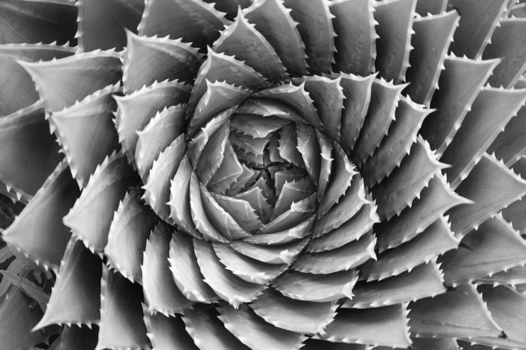 Spiral Aloe