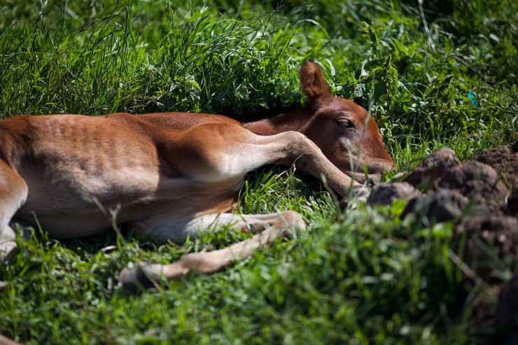 Lesotho - Baby Horse