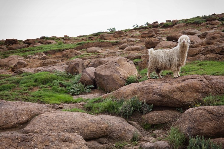 Mohair Goat