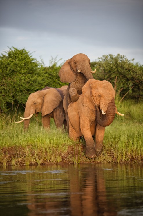Elephant at the Zambezi River