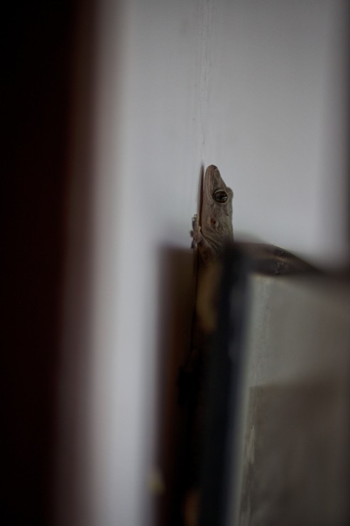 Malawi Gecko