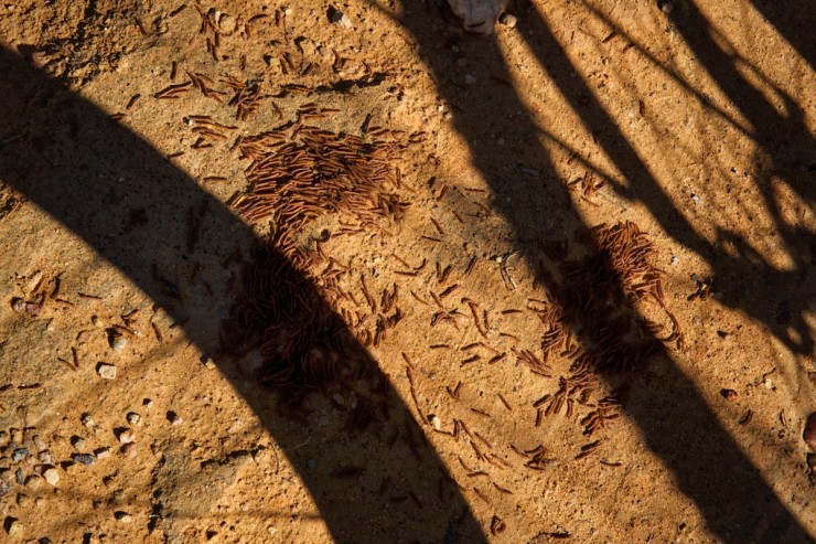 Malawi Worms