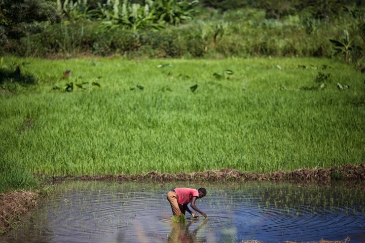 Malawi Farming