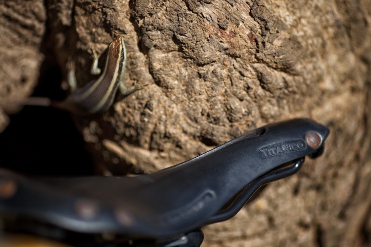 Selle Anatomica Titanico X