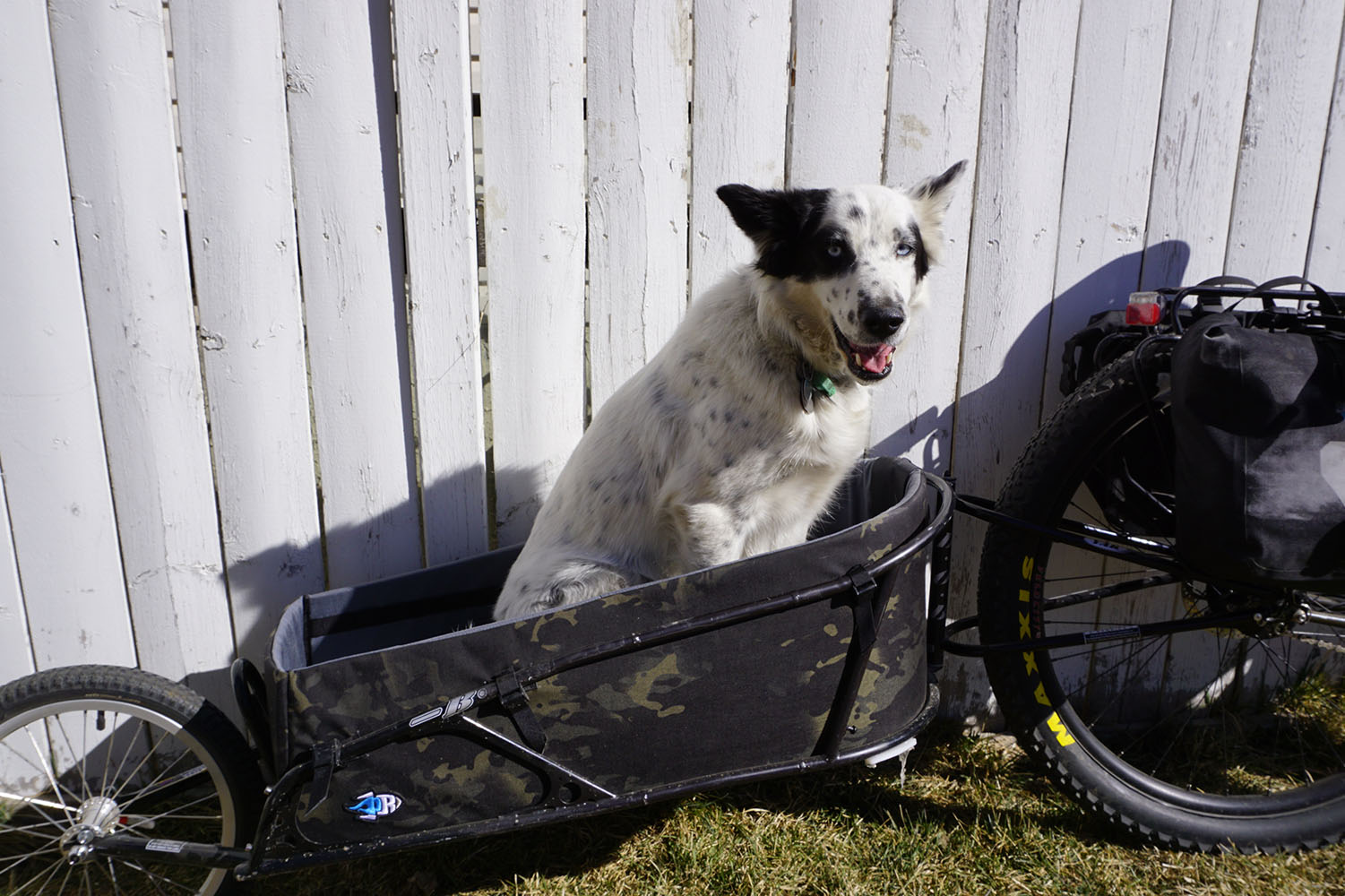 Dogpacking, Guide to Bikepacking With Your Dog