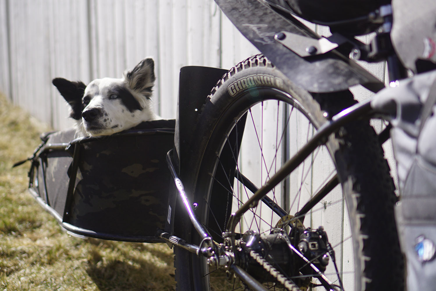 Dogpacking, Guide to Bikepacking With Your Dog
